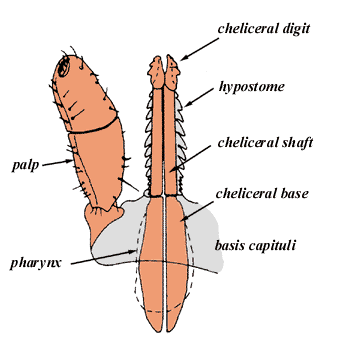 generalised Ixodid capitulum; source: Sonenshine, 1991