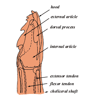 structure of the cheliceral digits, dorsal view; source: Sonenshine 1992, after Arthur, 1962