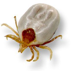 half-engorged Ixodes holocyclus female; image source: NF